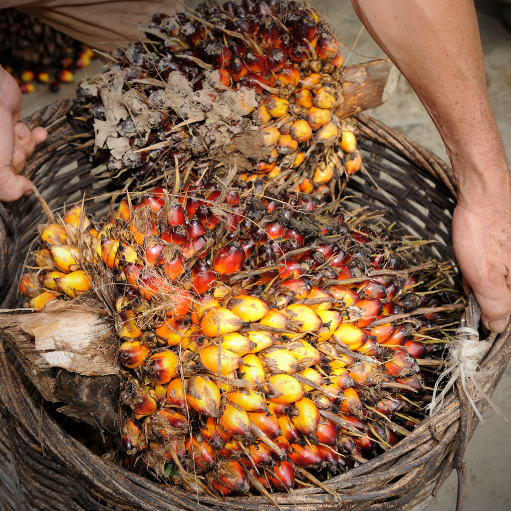 Why we don't use palm oil